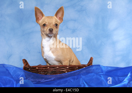 Chihuahua in Korb Stockfoto