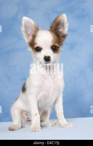 Chihuahua zu sitzen Stockfoto