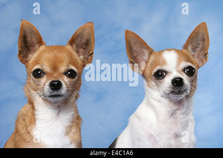 Chihuahuas Stockfoto