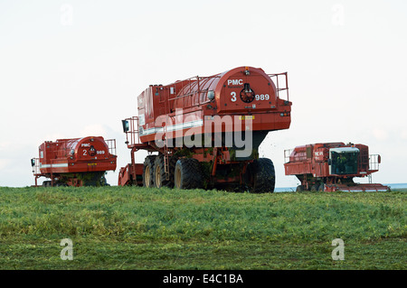 PMC 979 CT Erbse Erntemaschinen, Bawdsey, Suffolk, UK. Stockfoto