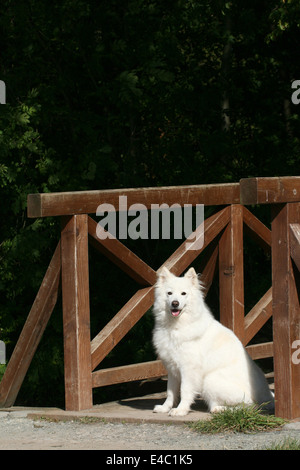 Samojede sitzen Stockfoto