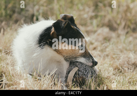 Jack Russell Terrier Gras zu legen und halten eine Stofftier Ratte Stockfoto