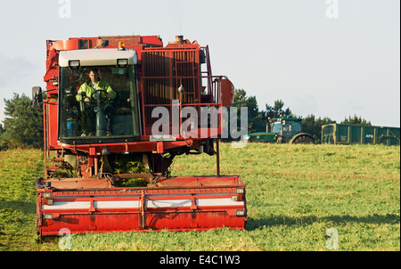 PMC-979-CT-Erbse-Erntemaschine, Bawdsey, Suffolk, UK. Stockfoto