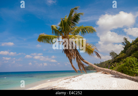 Einsame Palme auf schönen tropischen Strand Stockfoto