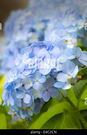 Hortensie Blüte Stockfoto