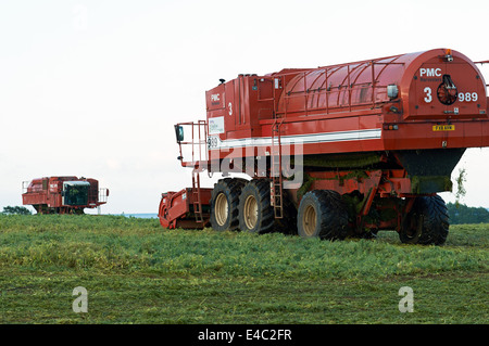 PMC 979 CT Erbse Erntemaschinen, Bawdsey, Suffolk, UK. Stockfoto