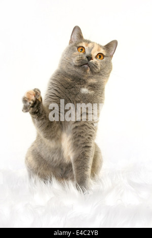 Britisch Kurzhaar sitzen Stockfoto