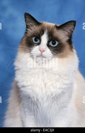 Ragdoll-Portrait Stockfoto