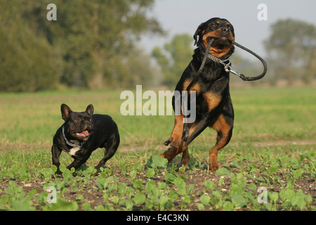 Rottweiler & französische Bulldogge Stockfoto