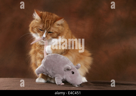 Norwegische Waldkatze Stockfoto