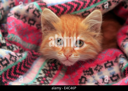 Kleine rote Kätzchen liegt in Strickpullover Stockfoto