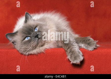 Highlander Kater Stockfoto