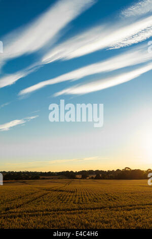 Niedrige untergehende Sonne über einen Suffolk Weizenfeld mit hohen Wolkenformationen Stockfoto