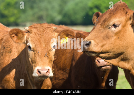 Limousin-Rinder weiden, Norfolk England UK Stockfoto
