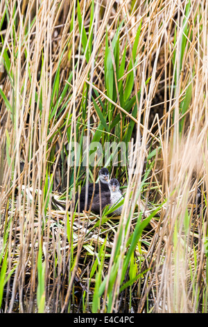 Teichhuhn-Küken im Nest. Norfolk Broads England UK Stockfoto