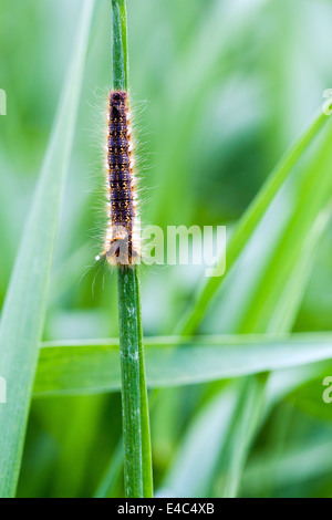 Trinker Falter Raupe. Norfolk Broads England UK Stockfoto