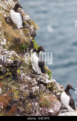 Trottellummen am Rand der Klippen. Crawton N.E.Scotland. Stockfoto