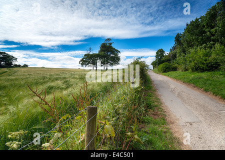 Ein Feldweg führt neben Feldern des Reifens Gerste auf Gribbin Head in der Nähe von St Austell in Cornwall Stockfoto