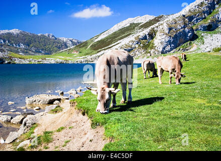 Lagos de Covadonga, Picos de Europa Gebirge, Kantabrien und Asturien Segovia, Spanien Stockfoto