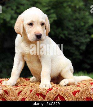 gelber Labrador-Welpe auf dem Tisch hautnah Stockfoto