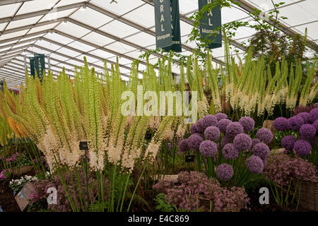 Hampton Court, UK. 8. Juli 2014. Lauch auf dem Display in der floralen Festzelt an RHS Hampton Court Palace Flower zeigen 2014 Credit: Keith Larby/Alamy Live News Stockfoto