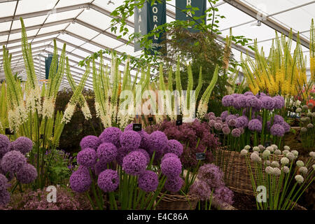 Hampton Court, UK. 8. Juli 2014. Lauch auf dem Display in der floralen Festzelt an RHS Hampton Court Palace Flower zeigen 2014 Credit: Keith Larby/Alamy Live News Stockfoto