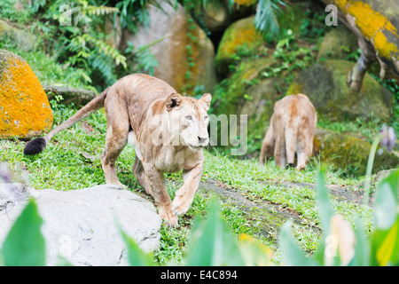 South East Asia, Singapur, Singapur Zoo, Lion, Panthera leo Stockfoto