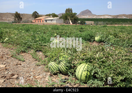 Wassermelonen auf der Wassermelone-Plantage in Spanien Stockfoto