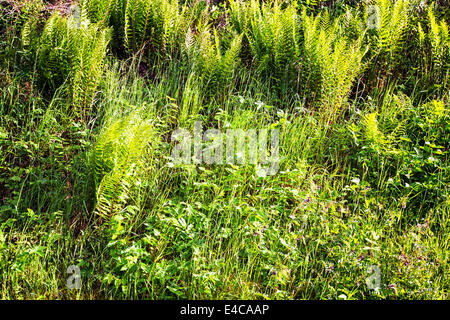 Grüne Frühlingswiese mit Farn-Pflanzen, Rasen und Wildblumen Stockfoto