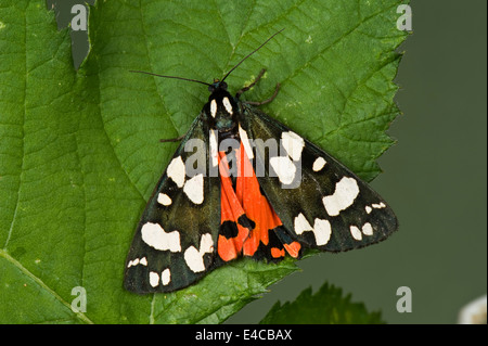 Eine weibliche scharlachrote Tiger Moth, Art Dominula, mit Flügeln leicht geöffnet, zeigt ein wenig von ihrem roten Underwing Stockfoto