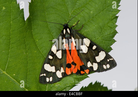 Eine weibliche scharlachrote Tiger Moth, Art Dominula, mit Flügeln leicht geöffnet, zeigt ein wenig von ihrem roten Underwing Stockfoto