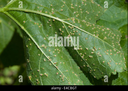 Stockrose Rost, Puccinia Malvacearum, frühen Pusteln auf der Unterseite eines Blattes Stockrose Stockfoto