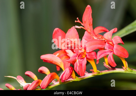 Nahaufnahme von geöffnet und den Entwicklungsländern Blumen in einem Kopf von Crocosmia 'Luzifer' Stockfoto