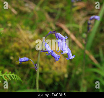 Gemeinsamen Bluebell, Hyacinthoides non-scripta Stockfoto