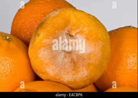 Braunfäule Phytophthora Citrophthora, auf eine Mandarine, nach der Ernte Lagerung Fäulnis Stockfoto