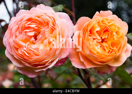 Zwei Blumen der englische Rose, Rosa "Lady Emma Hamilton" Stockfoto