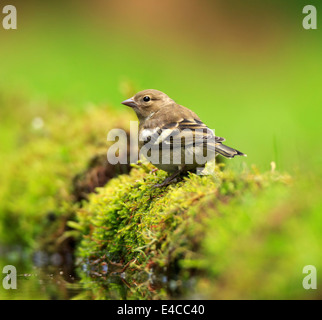 Gemeinsamen Buchfink, Fringilla Coelebs, Weiblich Stockfoto