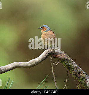 Gemeinsamen Buchfink, Fringilla Coelebs, Männlich Stockfoto
