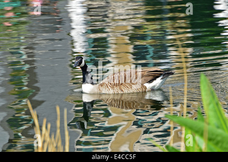 Kanadische Gans (Branta Canadensis) auf dem Wasser Stockfoto