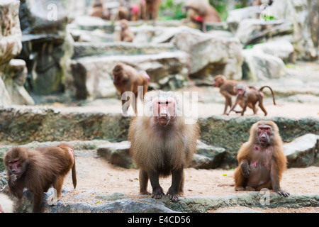 South East Asia, Singapur, Singapur Zoo, äthiopische Pavian, Gelada (Theropithecus Gelada) Stockfoto