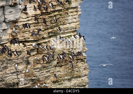 Gemeinsamen Guillemot Uria Aalge und Dreizehenmöwe, Rissa Tridactyla. Vögel nisten auf Felsklippen im RSPB Bempton Cliffs, Yorkshire. Stockfoto