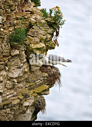 Dreizehenmöwe, Rissa Tridactyla. Vogel mit zwei Eiern im Nest bei RSPB Bempton Bliffs, Yorkshire. Stockfoto