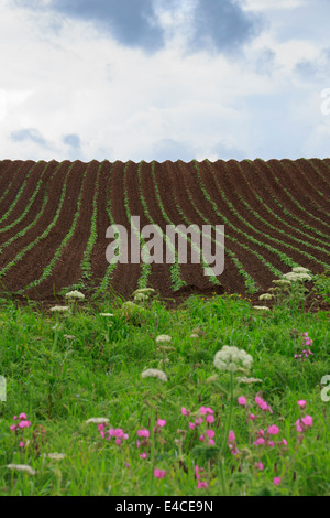 Kartoffeln in einem Feld im späten Frühjahr gepflanzt Stockfoto