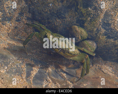 Shore Crab, Carcinus Maenas in einem Rockpool, Bude, Cornwall, Großbritannien Stockfoto