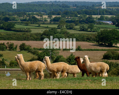 Eine kleine Herde von Alpaka (Vicugna Pacos), Wiltshire, UK Stockfoto