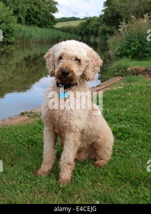 Lagotto Romagnolo Hund saß neben Kanal, Bude, Cornwall, Großbritannien Stockfoto