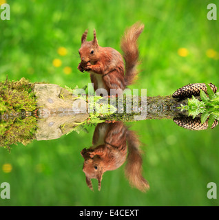 Eurasische Eichhörnchen Sciurus vulgaris Stockfoto