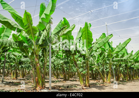 Banana Palm Bäume Reihen auf kultivierten Nahost Obstgarten Obstplantage gegen blauen Himmel Stockfoto