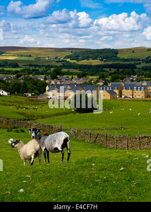 Neue Wohnsiedlung bebaut Landschaft am Stadtrand von Buxton im Peak District Derbyshire England UK mit Schafen in Bereichen Stockfoto