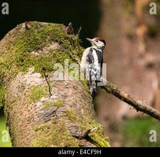 Buntspecht, Dendrocopos major Stockfoto